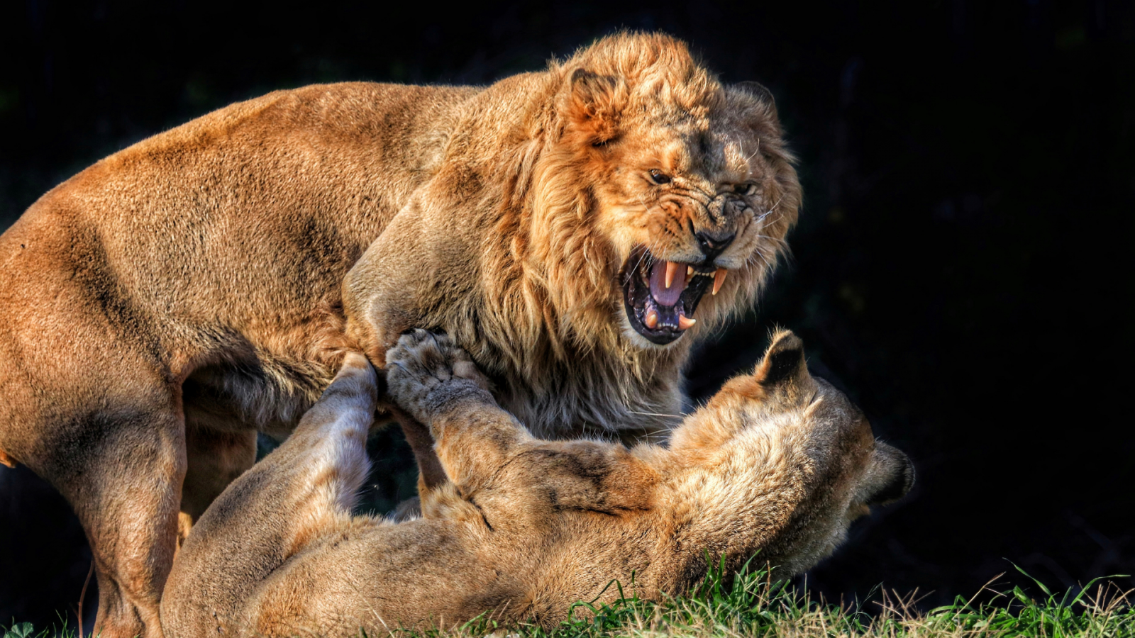 意象過於兇猛或衝