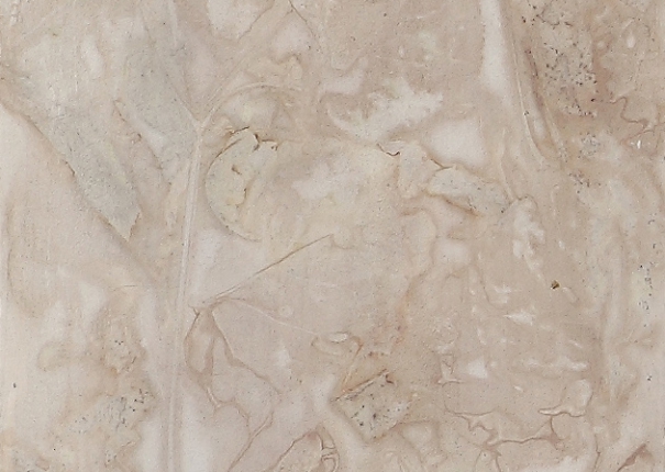 植・樹 -  27(圖)