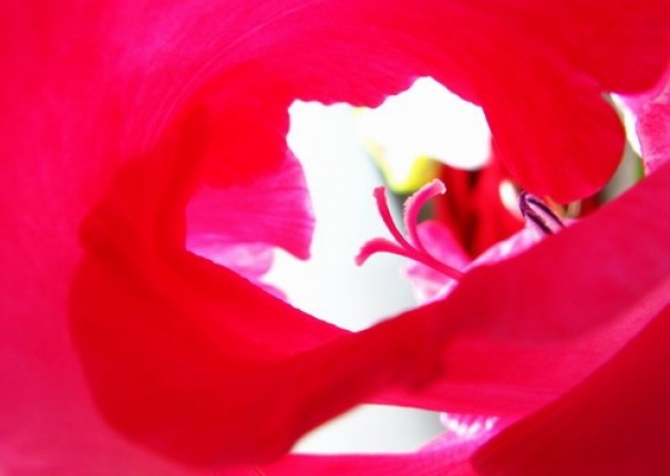 只和你跳一支舞