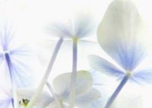 守著陽光..便守住了喜悅的芬芳 之一