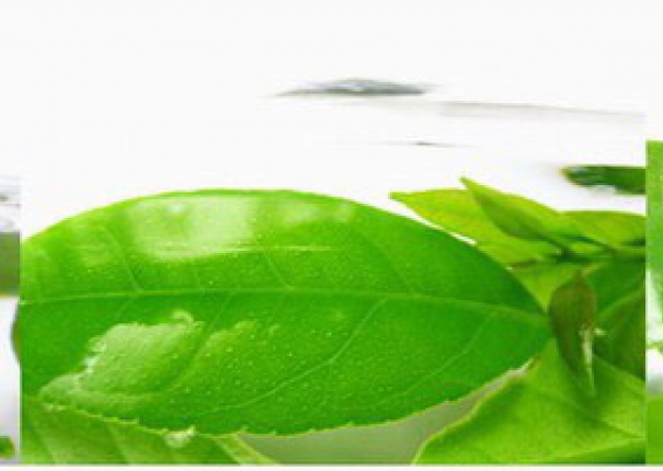 The Green Field of Mountains and Waters