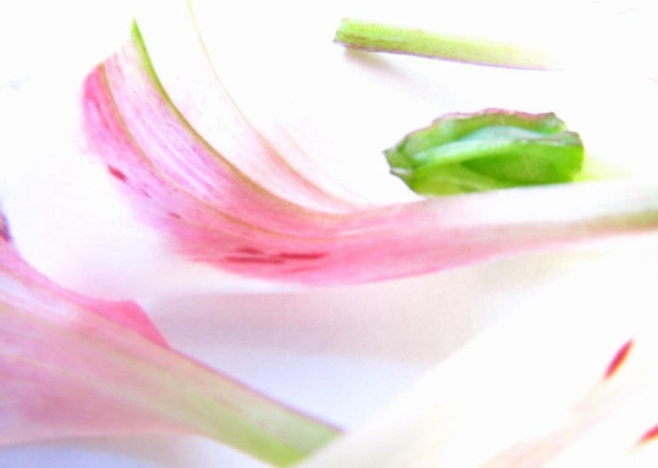 你一樣從容不緩的..就像昨日將要綻放的你一般…向陽光做最後的道別---我將自己孕育在下一個開花裡