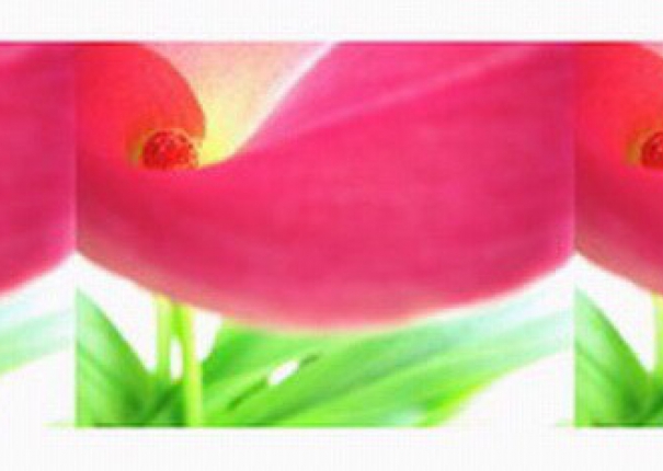 Little Red Flowers of Spring