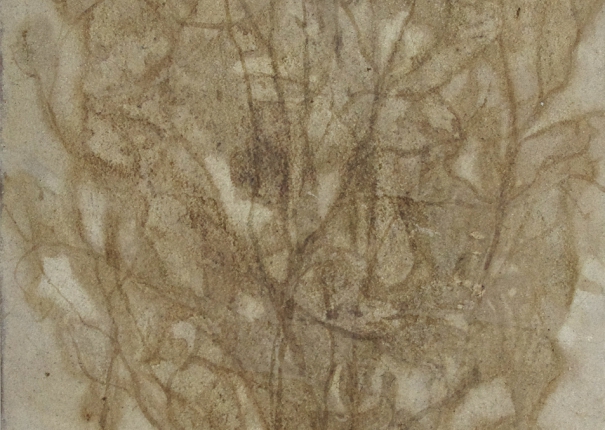 植・樹－雅士 - 2(圖)