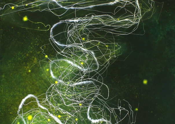 螢火蟲 Firefly(圖)