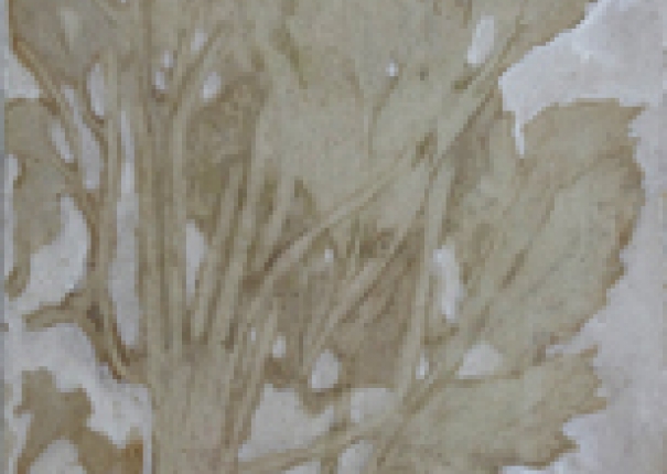 植・樹－小品 - 2(圖)