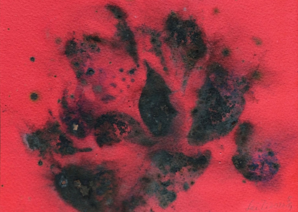 牡丹 / Peony 5(圖)