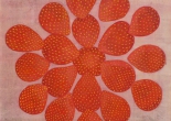 紅人莓 一(圖)