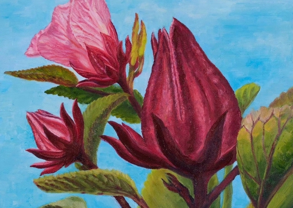 秀色可餐洛神花(圖)