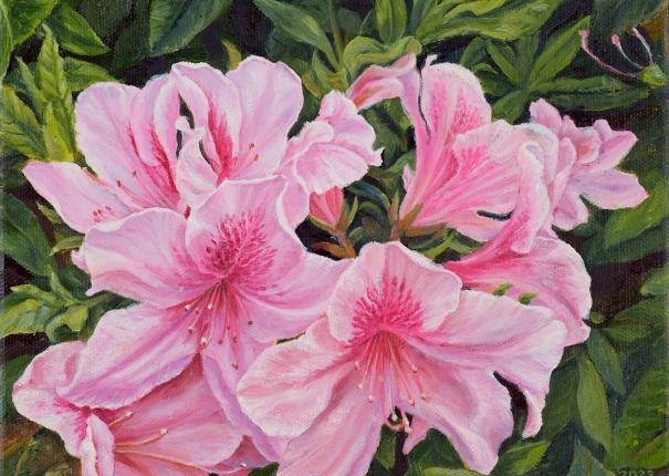 杜鵑花盛開(圖)