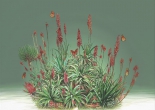 Blooms of Happiness